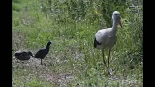 kaczki, gęsi, grobla czyli jak wygląda praca fotografa przyrody