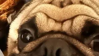 Louie Reacts The  Same Way Every Time! Pug Life Louie