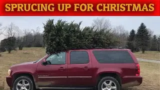 Some of the Huge Christmas Trees I Sold This Year