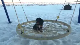 Черноподпалая девчонка Спаниэль
