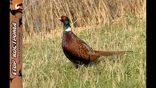 Pheasant hunting. Evening field, lots of birds.