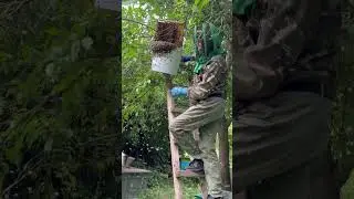 HOW TO CATCH A SWARM! CATCHING ESCAPED BEES😱🐝 