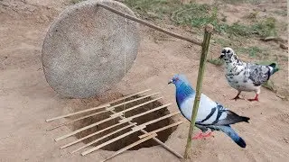 Creative Unique Parrot Bird Trap Using Dead fall Trap Made