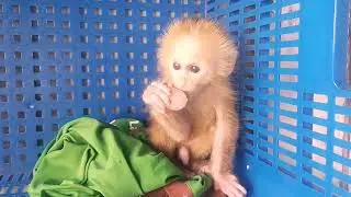 monkey niki is eating rambutan. the rambutan is very delicious