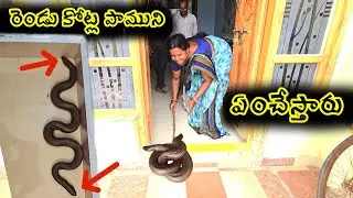 రెండు కోట్ల పాముని ఏం చేస్తారు: #Indian #common send boa snake