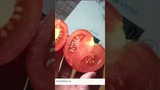 Обзор сортов томат рубинчик 