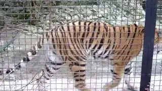 Смерть в зоопарке Тигры и мавпы タイガースガード  Tigers guards