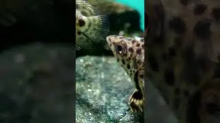 Ктенопома леопардовая (Ctenopoma acutirostre) #shorts