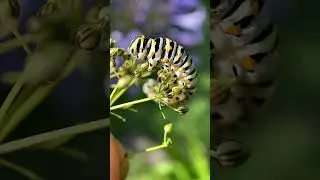 Swallowtail Caterpillar, Video 4