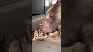 Малыш и его большая добрая Мама!