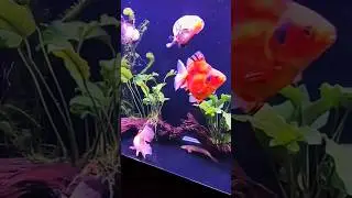 Jumbo Size Goldfish❤️#shorts