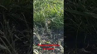 Любопытный суслик. 