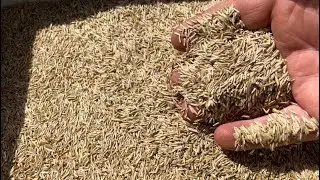 Overseeding my Couch lawn with Perennial Rye Grass