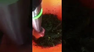 Соус из укропа #shorts