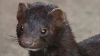 Mink Sound Effects