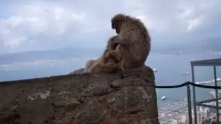 Gibraltaras  Manilva 2022 3