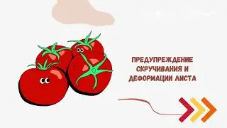 АКАДЕМИЯ РОЗОВОГО ТОМАТА Лекция 6