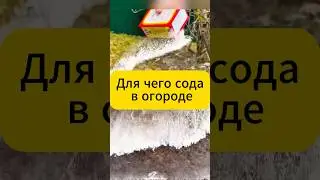 Для чего сода в огороде?! 