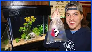 Buying A Pet FLOWERHORN!