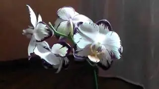 The seeds of orchids. The cultivation of Phalaenopsis Orchids from their seeds home