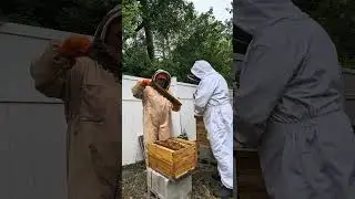 Hive #1 awesome! Hive #2 challenging!