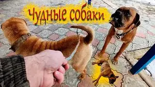 Породистые собаки играют! Немецкий боксер и шарпей чудные создания!