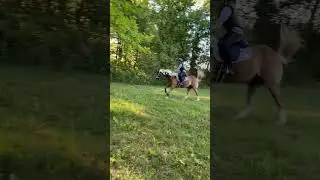 Конкур в лесу | #shorts