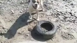 Старый порт/ American bulldog / американский бульдог прогулка / бульдог о породе