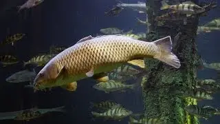 Охотники Йошкар-Олы \ Подводная охота Александр Кочубей