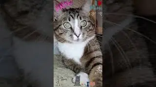 СМЕШНЫЕ КОШКИ/ Здравствуй моя любимая мама 