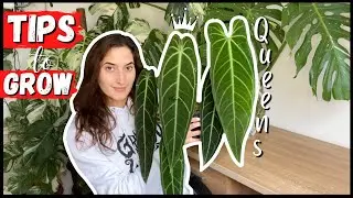 HOW TO GROW QUEEN ANTHURIUM // 5 Useful Tips!