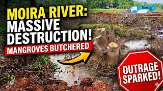 Massive Mangrove destruction along Moira Riverbank sparks outrage