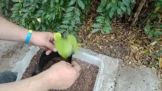 Пересадка ківі 🥝 .