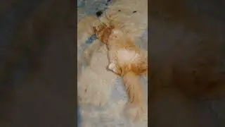 Золтон кайфует ,🐈🐈🐈🐈