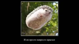 Ежи.