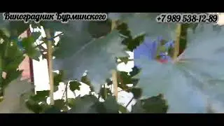 НОВИНКИ!!! ГФ. ШЕКСПИР и СОН АНЖЕЛИКИ (Калугин В.М.). 11.08.2022г.