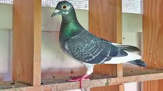 SHOCK: Maney Lofts Pigeon Family
