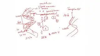 Structure of DNA