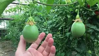 Antalya’da Pasi Flora (Passion Fruit) İlk Yetiştiricilerden Olan Arif Durman Tecrübelerini Anlatıyor