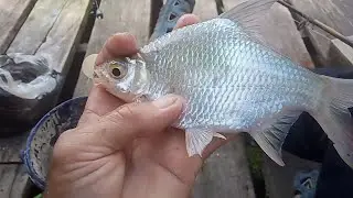 Mancing Disini Ikan Tawesnya Lumayan Besar...