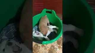 Приют для брошенных животных будем рады любой помощи 🙏 2202200572624946🌼 Наталья Геннадьевна ♥️