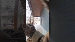 Cat rings doorbell right after we moved into new house