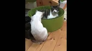 cat throws Tyson punch at his girl