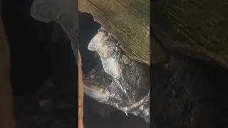 Incredible Alligator Snapping Turtle 😳