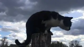 КОШКА  ЗАЛЕЗЛА НА БОЛЬШУЮ ВЫСОТУ