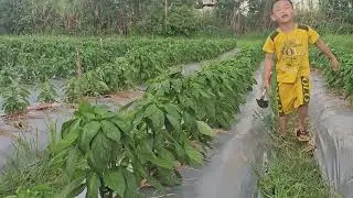 ơt sừng vàng châu phi 37 ngày