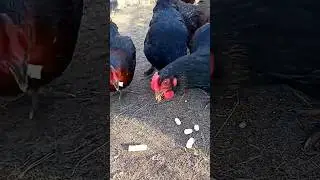 Chicken dance #funny #cute #shorts