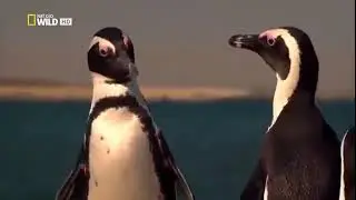 Дикие животные  Жеребцы пустыни Намиб  Африка  Документальный фильм Nat Geo WILD