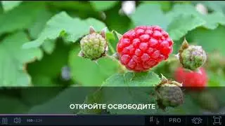 Пицца, Лифт (караоке, +4 полутона)