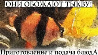 ✅ RECIPE OF PUMPKIN DISHES FOR FISH AND SHELL.